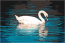Graceful swan surrounding by aquatic ripples