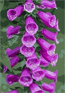Bell shaped floral beauty. Grow Foxglove: Part sun to light shade, rich, moist soil. Tubular flowers attract bees and hummingbirds, are excellent for cutting. Plants are toxic; show excellent deer and rabbit resistance. Easy to grow, will frequently self sow. Flowers and floral design are among the most popular needlepoint designs. People have been stitching flowers and floral motifs for hundreds of years.  Flowers are bright and pleasant, and most have underlying meanings to them.