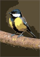 The tit-tyrants are a group of small, mainly Andean, subtropical birds who make their home in South America