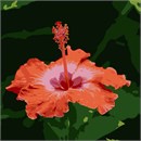 A Hawaiian hibiscus in bloom. How long do tropical hibiscus plants live? A. Some of the older garden varieties have been known to live for 50 years or more. Some of the newer hybrids may have lifespans of 5-10 years.