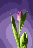 Tulip In Lilacs