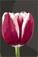 Tulip Bulb (Large)