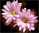 Twin pink daisies, opening up their delicate petals to soak up more sun.