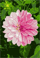 Dahlias are perennials. In their native warm climate, they re-sprout from their underground tubers to bloom each year. Generally, these summer-blooming and vivid flowers symbolize elegance, inner strength, change, creativity, and dignity. This ombre style dahlia is made up of two different shades of color.
