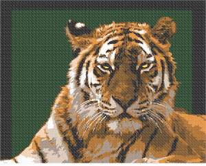 image of Tiger Framed