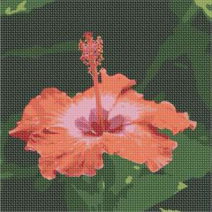 image of Tropical Hibiscus