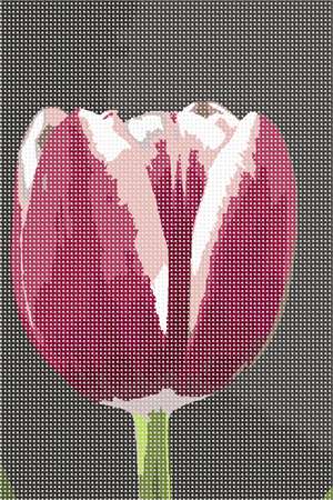 image of Tulip Bulb