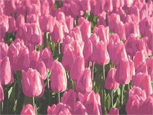 image of Tulips