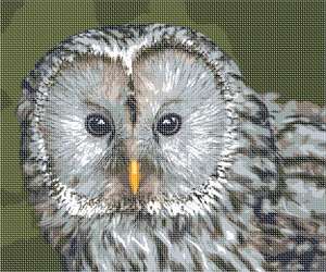 image of Ural Owl