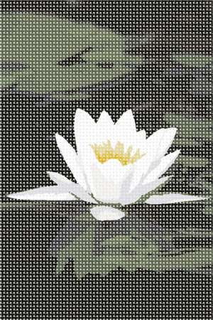 The white petals of this striking aquatic flower stand out against the green reflective surface of the pond.
Flowers and floral design are among the most popular needlepoint designs. People have been stitching flowers and floral motifs for hundreds of years.  Flowers are bright and pleasant, and most have underlying meanings to them.