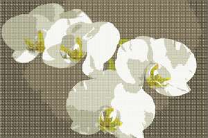 image of White Orchids