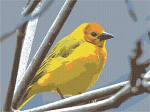 image of Yellow Bird