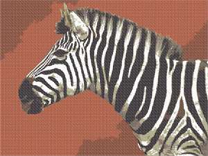 image of Zebra Up Close